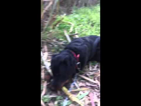 Rottweiler eating sugar cane (Navjot bahtiwal,Garhdiwala,hoshiarpur)