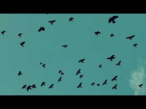 Arvo Party - Kyoto (official video)
