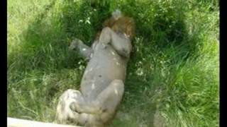 Timon&amp;Pumba+BeachBoys-Lion Sleeps Tonight