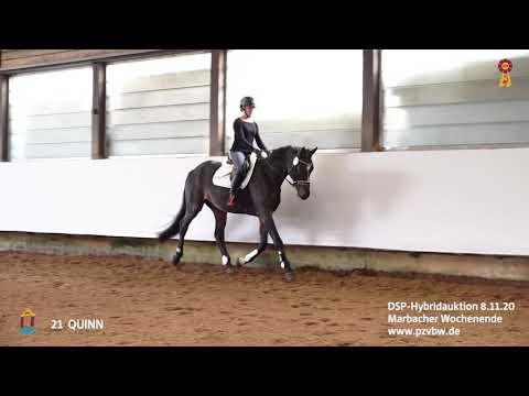 Trainingsimpressionen KN 21 QUINN   *Marbacher Wochenende 2020* - erste Sprünge unter dem Sattel