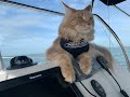 Power Pole S Furriest Ambassador Fisher The Maine Coon