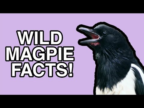 The Life of the Black Billed Magpie - Bird Facts