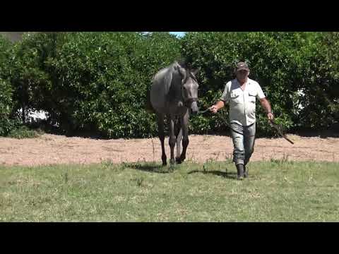 Lote BRAVA CHARLOT