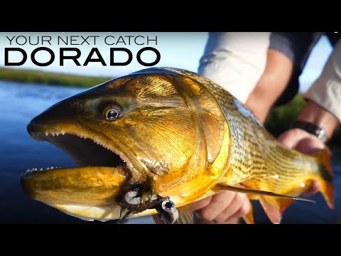 Dorados. Welcome to their kingdom: Pirá Lodge