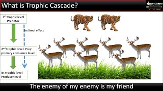 What is a Trophic Cascade? Top down vs Bottom up Explained in 3 minute