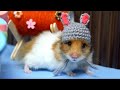 Make Your Hamster More CUTE With Tiny Beanie Hat DIY Hamster
