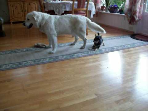 Yoda vs Nala- Chihuahua (Yoda) vs. Golden Retriever (Nala)