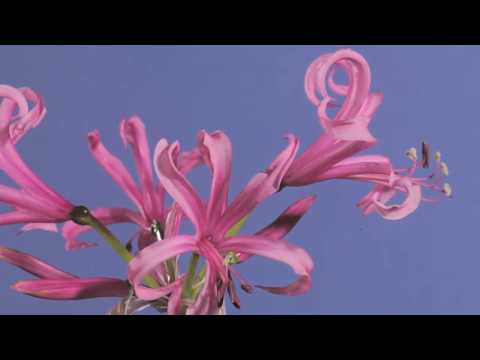 Nerine bowdenii flowers opening time lapse