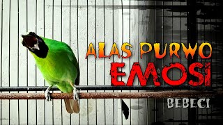 Download lagu CUCAK IJO BANYUWANGI GACOR EMOSI TINGGI KHAS BEBECI mp3