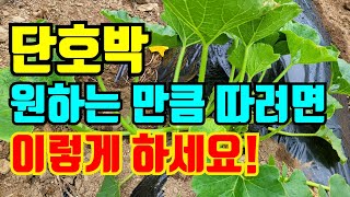 단호박순지르기, 재배방법, 상품성 좋은 단호박은 여기서 열려요, 병충해부터 웃거름까지