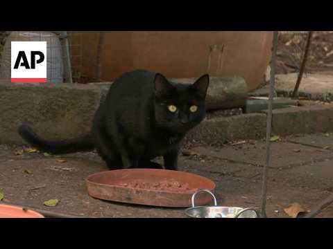 Video Thumbnail: Rising number of stray cats triggers call for new laws in Australia