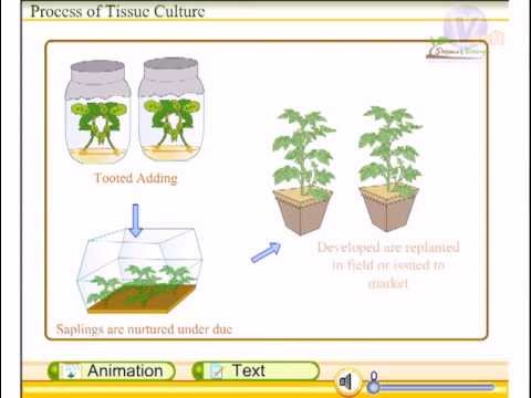 Plant Tissue Culture Retailers & Dealers in India Plant Tissue Culture Retailers & Dealers in India