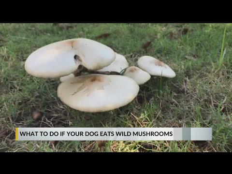 What to expect if your pet eats wild mushrooms