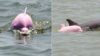 Pretty in Pink... Dolphins!