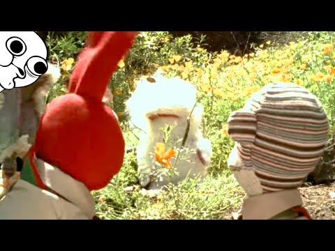 What wiped out the Juanines? (31 Minutes)