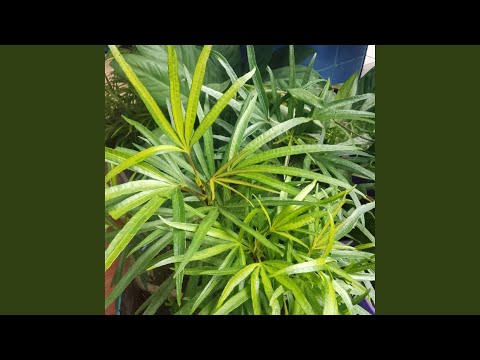 Mountains Guard Our Memory