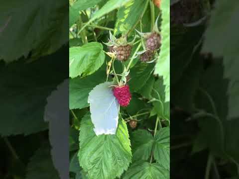 ラズベリーの茂みをトレリスする方法は？ベリーの成長にはサポートが不可欠ですか?ビデオ  庭園
