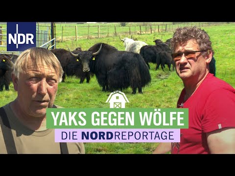 Schafe werden gerissen, Landwirte wollen handeln | Die Nordreportage | NDR
