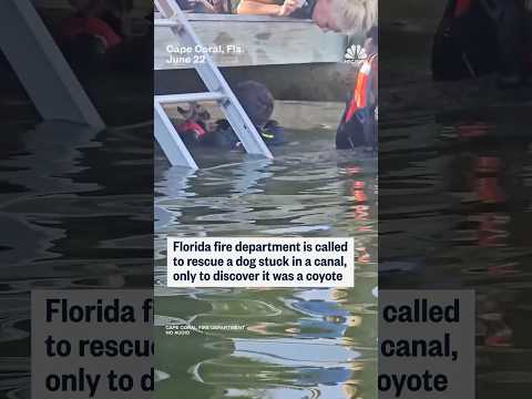 Florida firefighters called to rescue dog stuck in a canal encounter a coyote