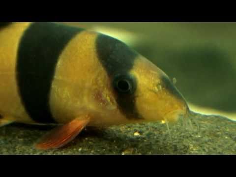 Watch Video on YouTube