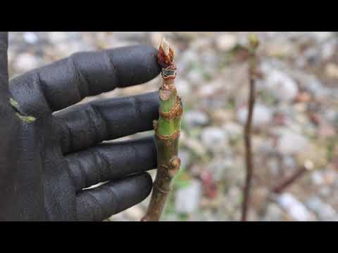 Danni da gelo e l'importanza della lignificazione dei fichi