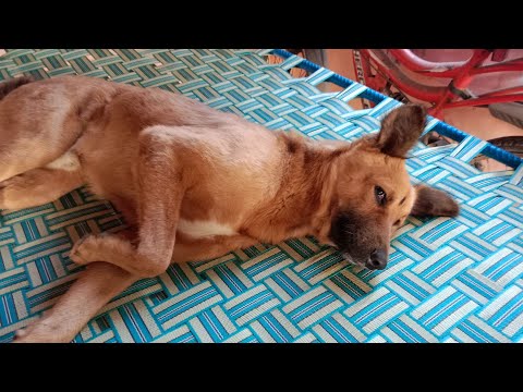 dog on bad and feeding padigree