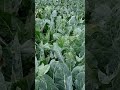Gobi Lelo Gobi Lelo