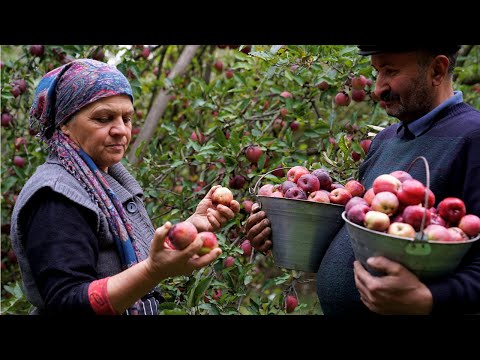 Rode appels plukken en pavidlo maken ter voorbereiding op de winter