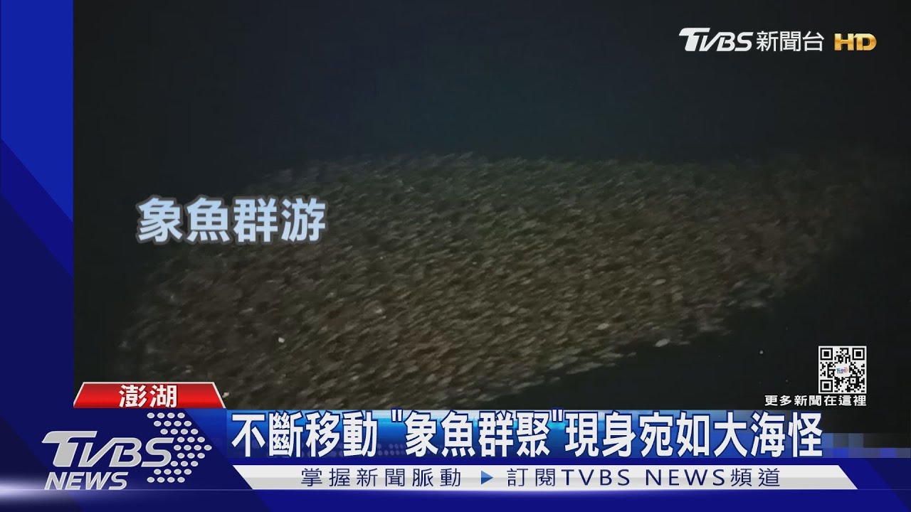 不斷移動 「象魚群聚」現身宛如大海怪