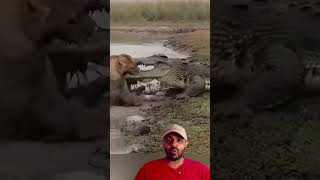 Jacare foi no Leão 😱