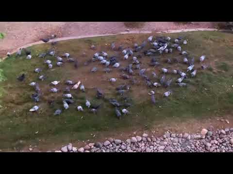 Feeding The Pigeons for the last time in Las Vegas