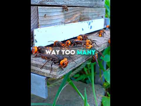 This Man FOUND Giant Hornets in His Beehive 🐝💛 #USA