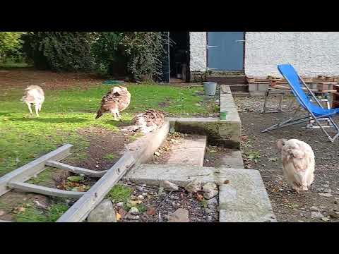 Aylesbury Ducks, Heritage Turkeys, Brahma X Roo - Image 2