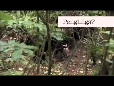 Benedict Cumberbatch Can’t Say ‘Penguins’