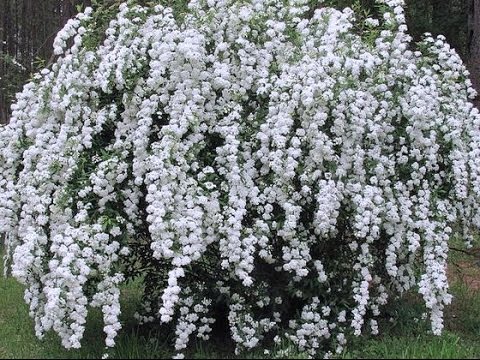 , title : 'Fiori Bianchi in Giardino Better Folk Music'