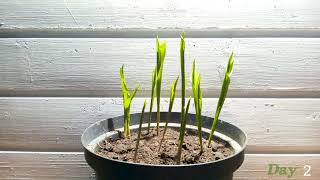 Lily of the valley Time Lapse - 60 Days