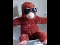 Low Quality Monkey Photos