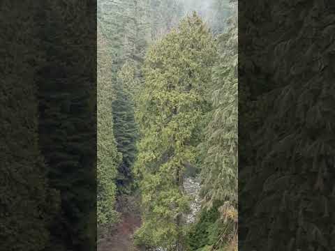 2023-02|Viagem a Vancouver|Ponte Capilano-6