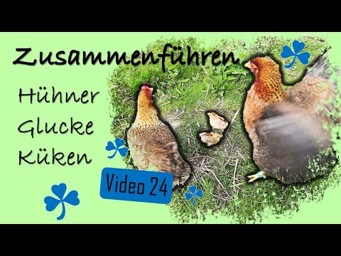 Hühner 24 - Glucke & Küken mit großen Hühnern vergesellschaften & Kunstbrut Küken raus in Stall