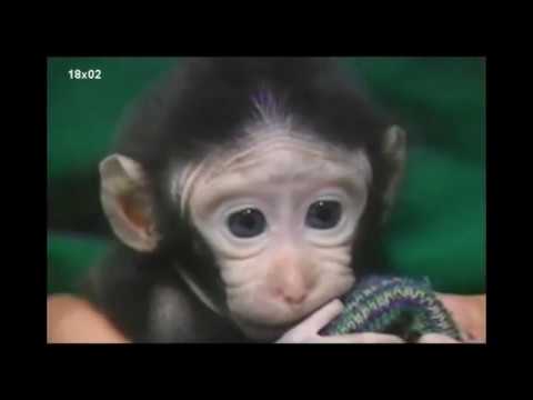 The best of Hignfy series 18