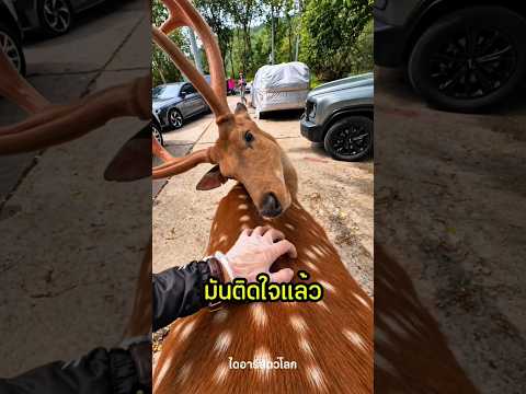 กวางตัวนี้ไม่ยอมให้เขาหยุด
