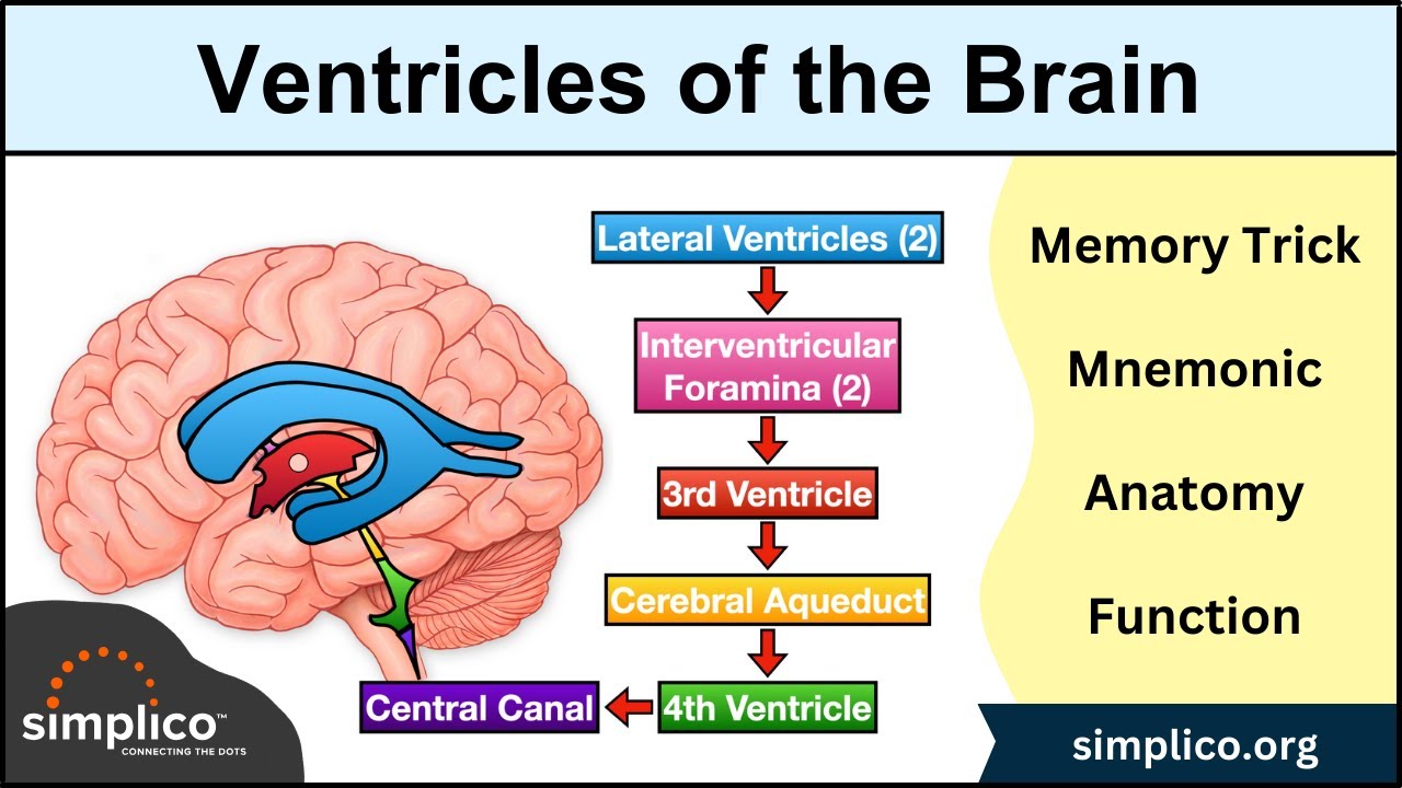 Ventricles of the Brain: Anatomy and Cerebrospinal Fluid (CSF) Circulation