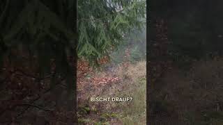 Traumstände im Reilmannforst 🐗 von  ⁨@wildhuntblackforest4494⁩