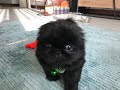 9 Weeks Old Black Pekingese Puppy First Day Short Video