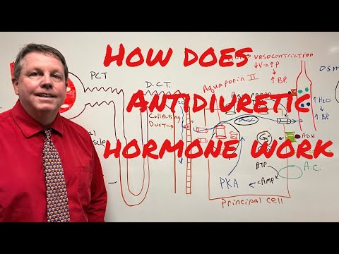 How Does Antidiuretic Hormone Work