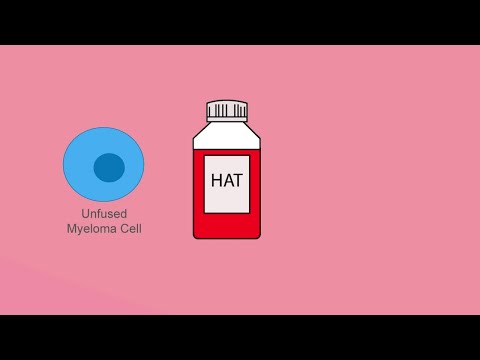 Hybridoma selection using HAT medium