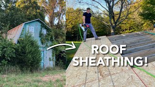 Sheathing the Roof! | Abandoned Shed to House Renovation