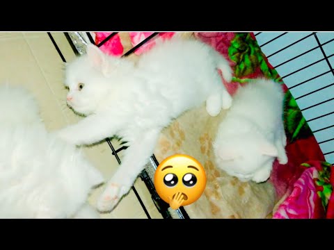 Naughty Baby Kittens | Funny cats | Funny kittens  #kittens