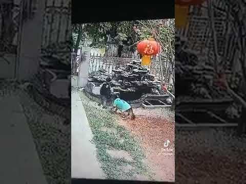 Most intelligent Dog using tools