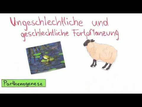 UNGESCHLECHTLICHE UND GESCHLECHTLICHE FORTPFLANZUNG | Biologie | Genetik und Entwicklungsbiologie